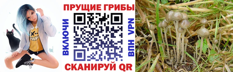 Галлюциногенные грибы Magic Shrooms  купить   Холм 
